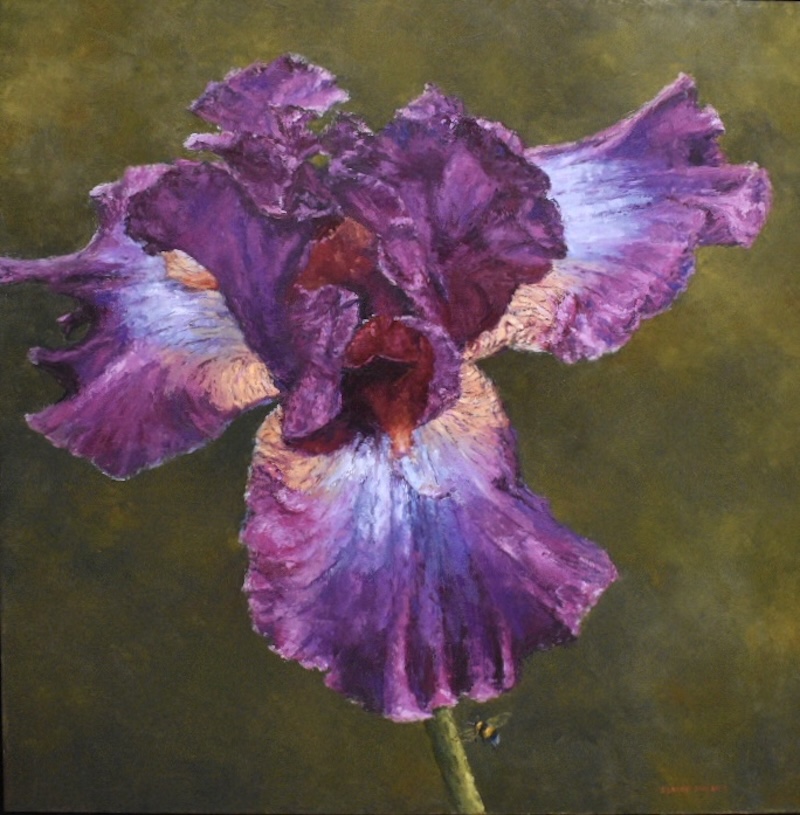 bearded iris and bee