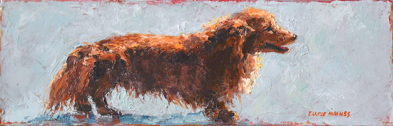 dachshund at the beach” BORDER=