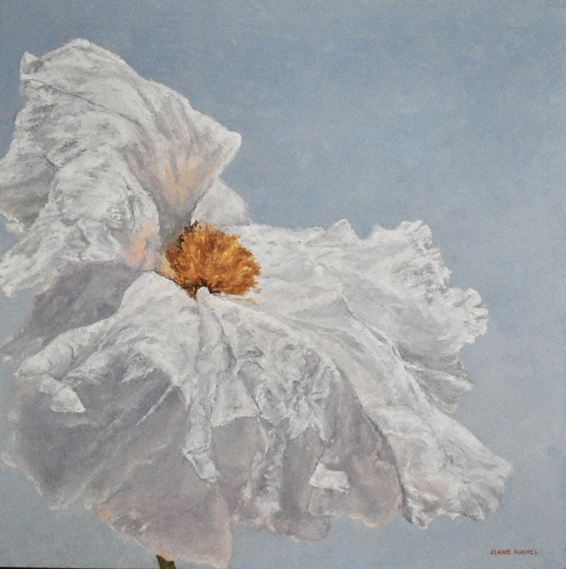 matilija poppy