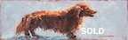 dachshund at the beach” BORDER=
