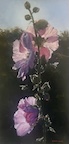 “hollyhocks”