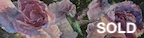 hummingbird & roses
