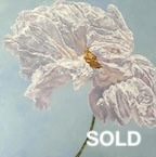 matilija poppy